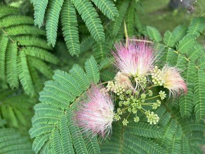 Albizia julibrissin, photographed by Laura Mae