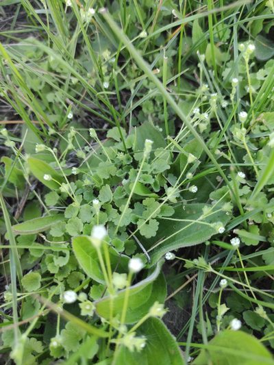 Androsace gmelinii, photographed by Юлия