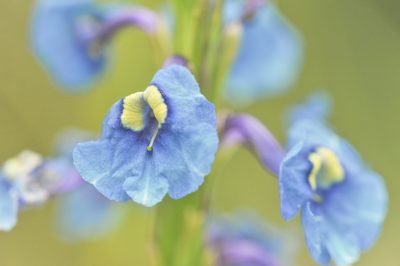 Stachytarpheta gesnerioides, photographed by Morten Ross