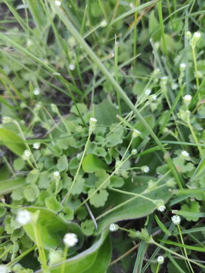 Androsace gmelinii, photographed by Юлия