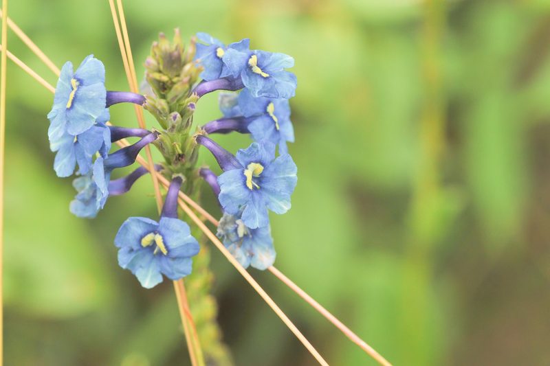 Stachytarpheta gesnerioides, photographed by Morten Ross