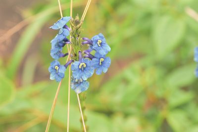 Stachytarpheta gesnerioides, photographed by Morten Ross