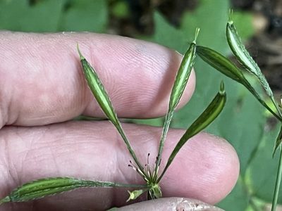 Osmorhiza longistylis, photographed by Brian Finzel