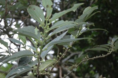 Leucosyke quadrinervia, photographed by 胡正恆(Jackson Hu)