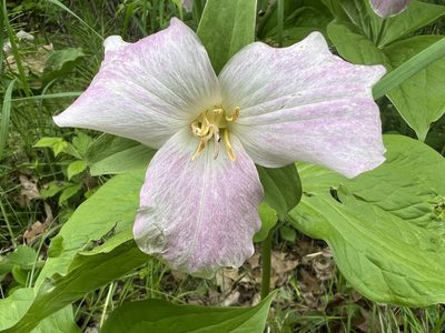 Trillium grandiflorum