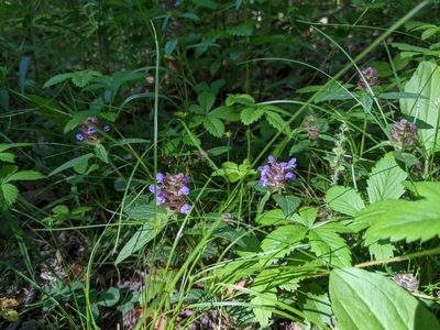 Prunella vulgaris, photographed by Dan Bender