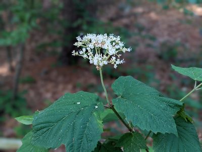 Viburnum acerifolium, photographed by Dan Bender