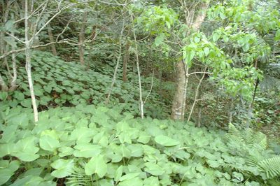Homalomena philippinensis, photographed by 胡正恆(Jackson Hu)