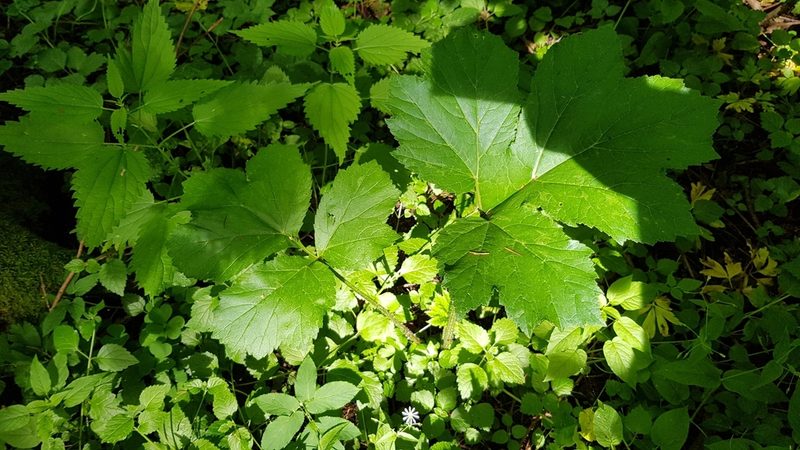Heracleum sosnowskyi, photographed by Aurelijus Narbutas