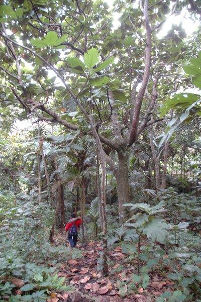 Artocarpus treculianus, photographed by 胡正恆(Jackson Hu)