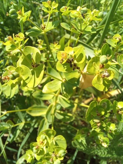 Euphorbia iberica, photographed by Гущина Ангелина Викторовна