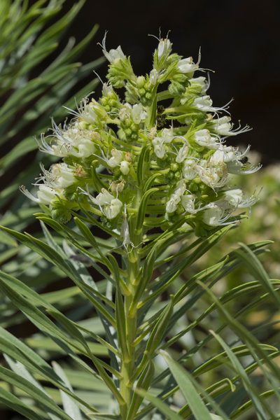 Echium leucophaeum, photographed by Alessia Guggisberg