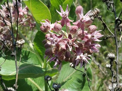 Asclepias speciosa