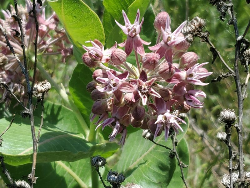 Asclepias speciosa, photographed by Craig Martin