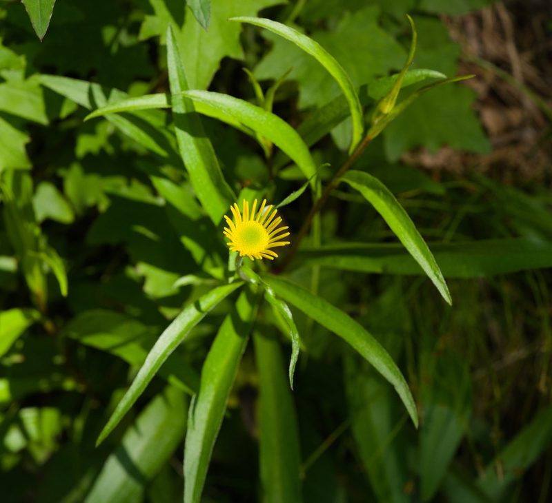 Buphthalmum salicifolium, photographed by Tobias Schönberg