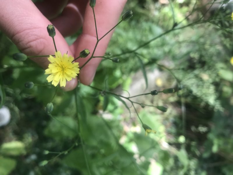 Lapsana communis, photographed by Henry Miller