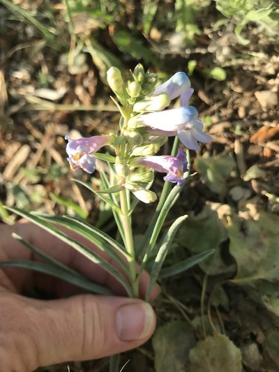 Penstemon angustifolius, photographed by Teri Neville