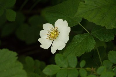 Rosa arvensis, photographed by Tobias Schönberg