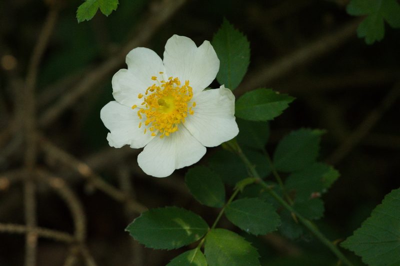 Rosa arvensis, photographed by Tobias Schönberg