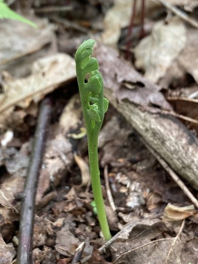 Botrychium spathulatum, photographed by er-birds