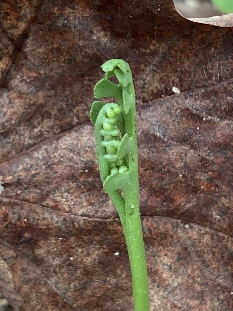 Botrychium spathulatum, photographed by er-birds