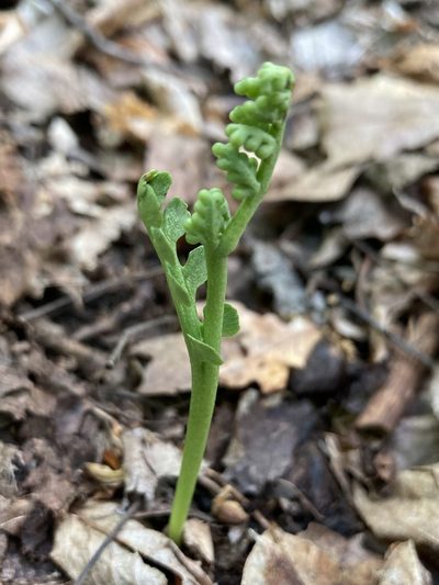 Botrychium spathulatum, photographed by er-birds