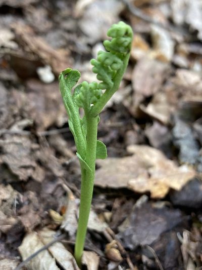 Botrychium spathulatum, photographed by er-birds