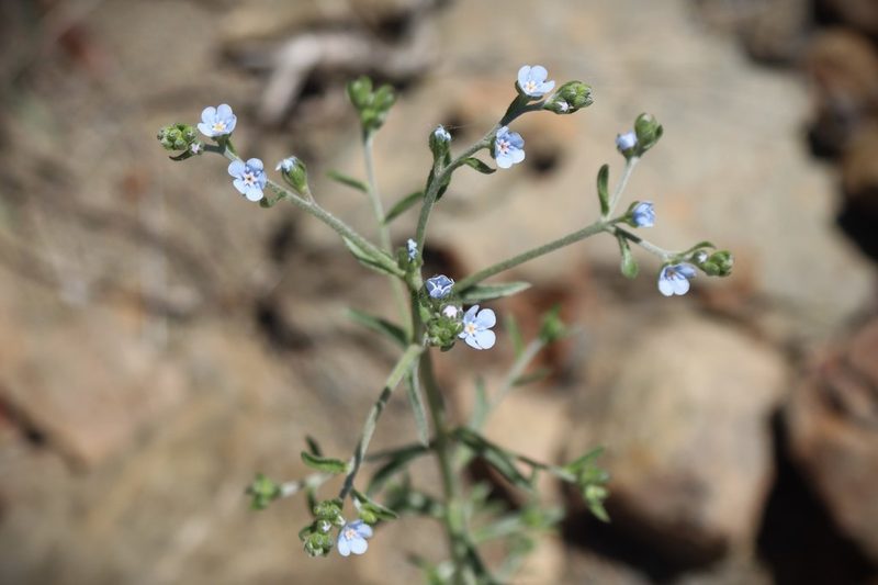 Lappula barbata, photographed by Edmundas Greimas