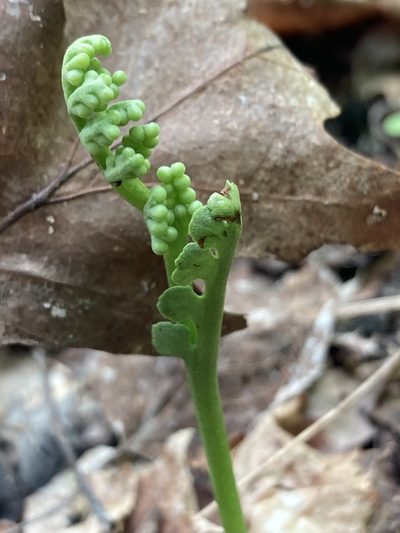 Botrychium spathulatum, photographed by er-birds