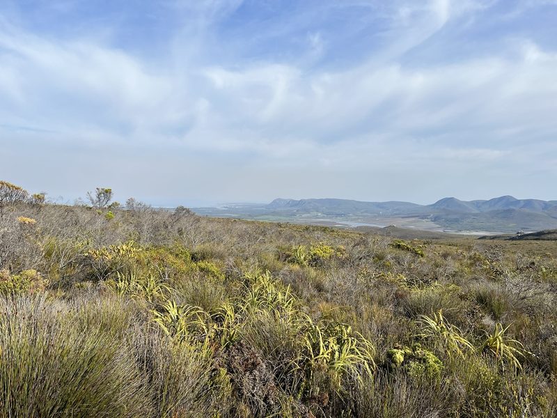 Tetraria thermalis, photographed by Charleen Brunke