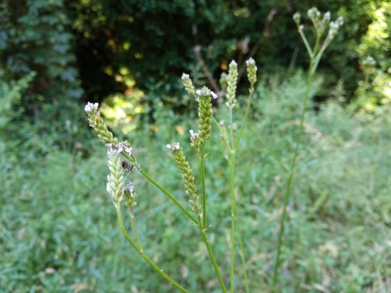 Verbena brasiliensis, photographed by Josep Gesti