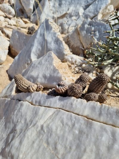 Hoodia pedicellata, photographed by Marc Fradera-Soler