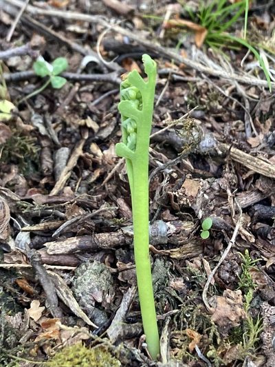 Botrychium ascendens, photographed by er-birds