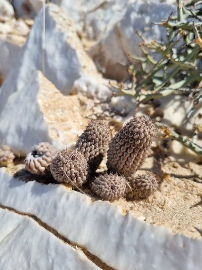 Hoodia pedicellata, photographed by Marc Fradera-Soler
