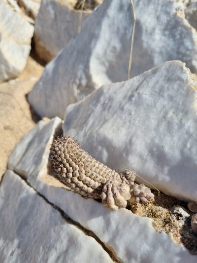 Hoodia pedicellata, photographed by Marc Fradera-Soler