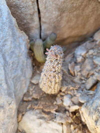 Hoodia pedicellata, photographed by Marc Fradera-Soler