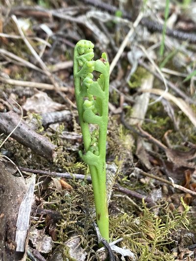 Botrychium ascendens, photographed by er-birds