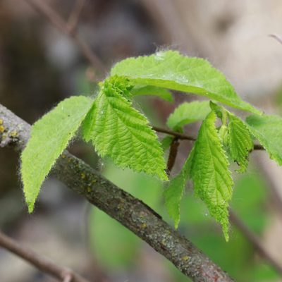 Corylus americana, photographed by Carol Ann Vermeer