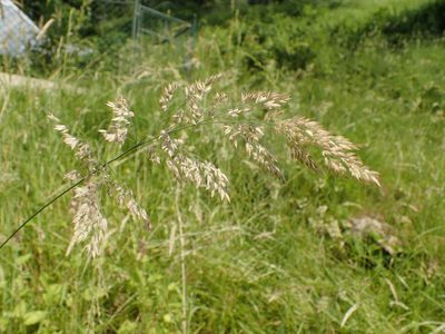 Holcus lanatus