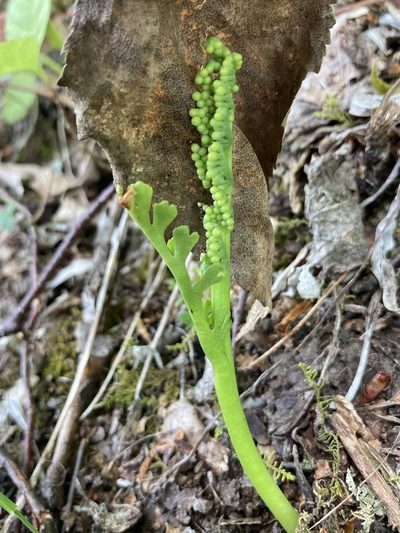 Botrychium ascendens, photographed by er-birds