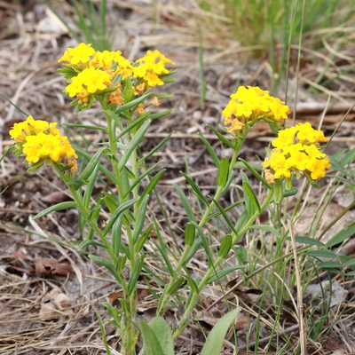 Lithospermum canescens, photographed by Carol Ann Vermeer