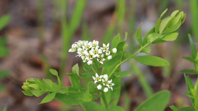 Comandra umbellata