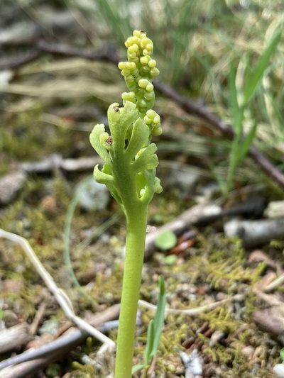 Botrychium campestre, photographed by er-birds