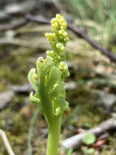 Botrychium campestre, photographed by er-birds