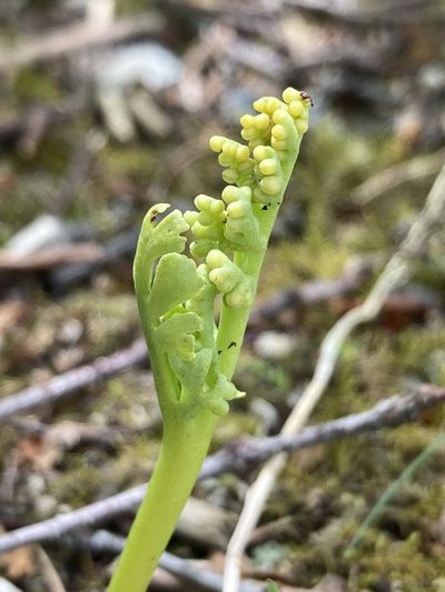 Botrychium campestre, photographed by er-birds