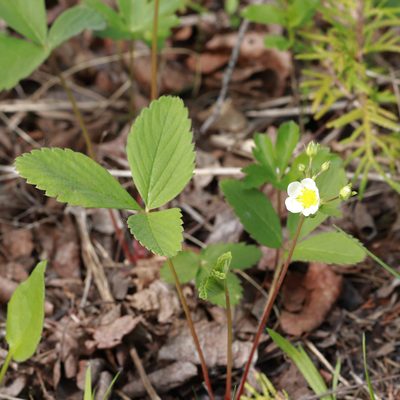 Fragaria virginiana, photographed by Carol Ann Vermeer