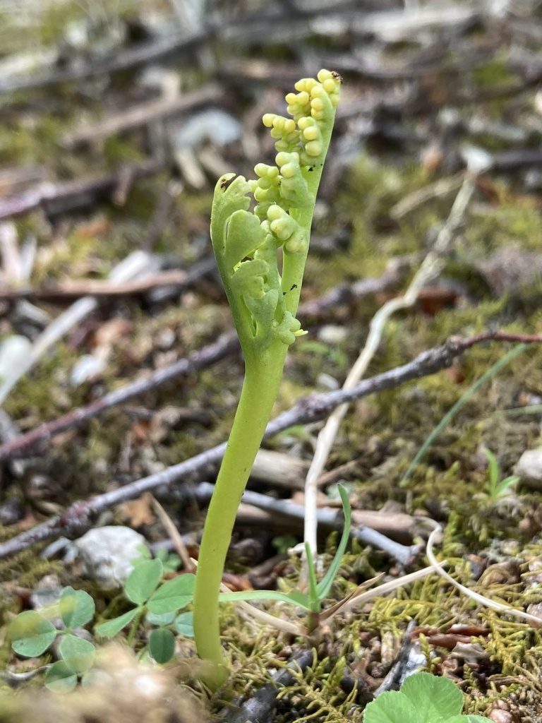 Botrychium campestre, photographed by er-birds