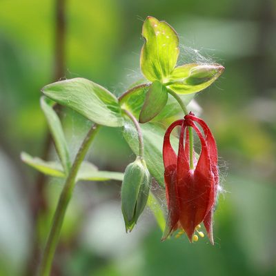 Aquilegia canadensis, photographed by Carol Ann Vermeer