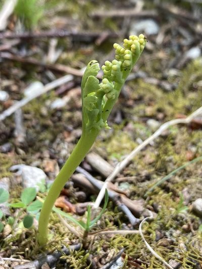 Botrychium campestre, photographed by er-birds