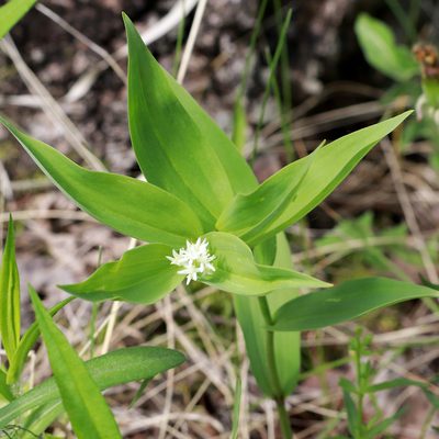 Maianthemum stellatum, photographed by Carol Ann Vermeer